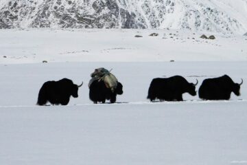 A herd of yaks trekking through the snow-covered Shimshal Pass during the annual Kuch Festival, with rugged Karakoram mountains in the background.