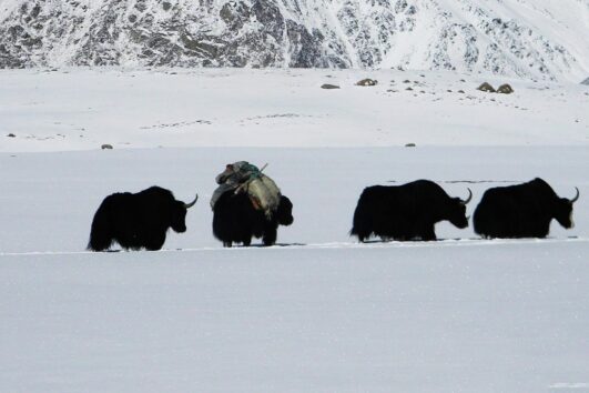 A herd of yaks trekking through the snow-covered Shimshal Pass during the annual Kuch Festival, with rugged Karakoram mountains in the background.