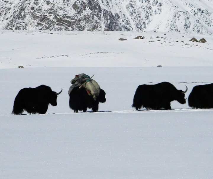 A herd of yaks trekking through the snow-covered Shimshal Pass during the annual Kuch Festival, with rugged Karakoram mountains in the background.